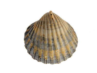 Poorly Ribbed Cockle Shell, Normandy, France by Philippe Clement Pricing Limited Edition Print image