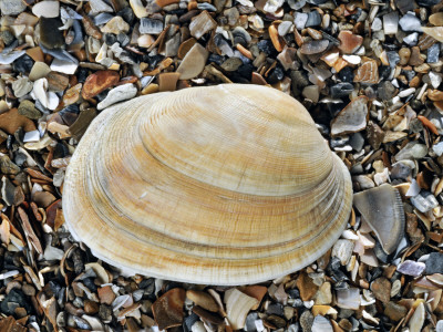 Pullet Carpet Shell On Beach, Normandy, France by Philippe Clement Pricing Limited Edition Print image