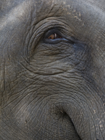 Indian Elephant Close Up Of Eye, Controlled Conditions, Bandhavgarh Np, Madhya Pradesh, India by T.J. Rich Pricing Limited Edition Print image