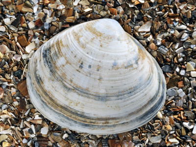 Rayed Trough Shell On Beach, Belgium by Philippe Clement Pricing Limited Edition Print image