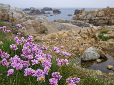 Thrift Sea Pink In Flower Among Rocks At Plougrescant, Brittany, France by Philippe Clement Pricing Limited Edition Print image