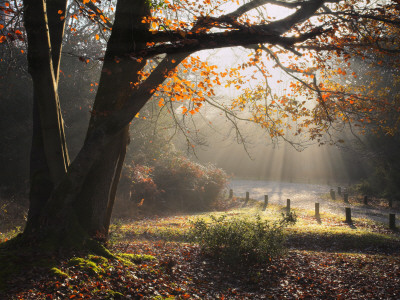 Misty Atumunal Scene In Wood, New Forest, Hampshire, England by Adam Burton Pricing Limited Edition Print image