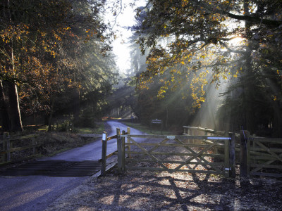Cattle Grid Grate On Bolderwood Aboretum Ornamental Drive, New Forest, Hampshire, England by Adam Burton Pricing Limited Edition Print image