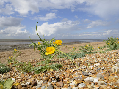 Yellow Horned Poppy Growing On Coastal Shingle Ridge, Norfolk, Uk by Gary Smith Pricing Limited Edition Print image