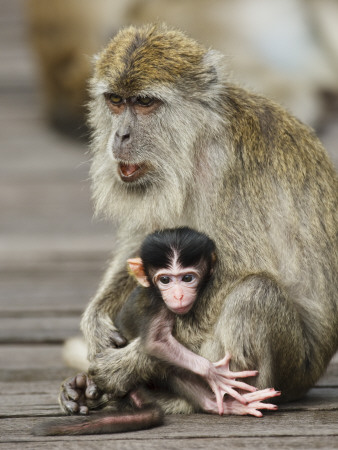 Long-Tailed Crab Eating Macaque Adult With Young, Bako National Park, Sarawak, Borneo by Tony Heald Pricing Limited Edition Print image