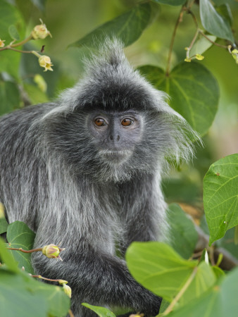 Silvered Langur In Tree, Bako National Park, Sarawak, Borneo by Tony Heald Pricing Limited Edition Print image