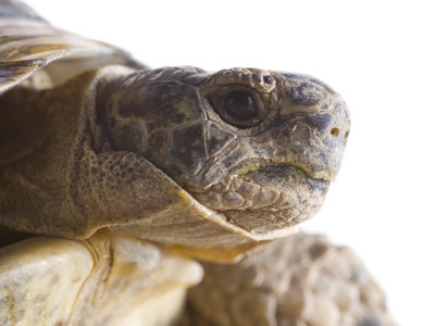 Greek Spur Thighed Tortoise Head Portrait, Spain by Niall Benvie Pricing Limited Edition Print image