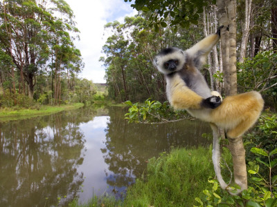 Diademed Sifaka Looking Down From Tree, Madagascar by Edwin Giesbers Pricing Limited Edition Print image