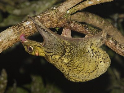 Malayan Colugo Hanging Upside-Down In Tree Feeding On Algae At Night, Danum Valley, Sabah, Borneo by Tony Heald Pricing Limited Edition Print image