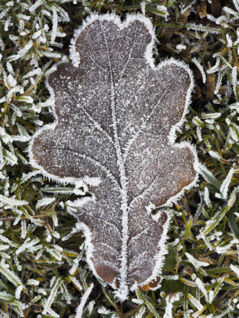 Frosted Oak Leaf On The Frozen Heathland, New Forest National Park, Hampshire, England by Adam Burton Pricing Limited Edition Print image
