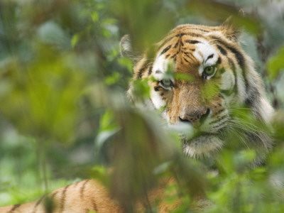 Siberian Tiger In Vegetation by Edwin Giesbers Pricing Limited Edition Print image