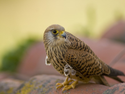 Lesser Kestrel Female On Roof Tiles, South Spain by Inaki Relanzon Pricing Limited Edition Print image