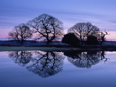 Old Trees Reflect In Still Pond At Dawn, New Forest National Park, Hampshire, Uk by Adam Burton Pricing Limited Edition Print image