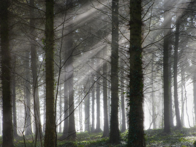 Morchard Wood On Misty Morning, Morchard Bishop, Devon, England by Adam Burton Pricing Limited Edition Print image