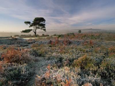 Lone Fir Tree On Frosty Morning In The New Forest, Hampshire, Uk by Adam Burton Pricing Limited Edition Print image