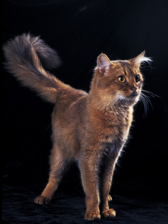 Somali Cat, Standing Portrait by Adriano Bacchella Pricing Limited Edition Print image