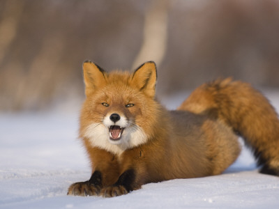 Red Fox Lying, Stretching On Snow, Kronotsky Nature Reserve, Kamchatka, Far East Russia by Igor Shpilenok Pricing Limited Edition Print image