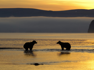 Brown Bears In Water At Sunrise, Kronotsky Nature Reserve, Kamchatka, Far East Russia by Igor Shpilenok Pricing Limited Edition Print image