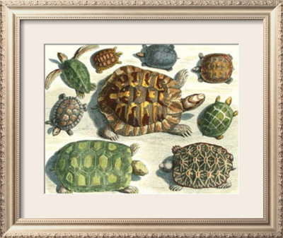 A Turtle Gathering by Albertus Seba Pricing Limited Edition Print image