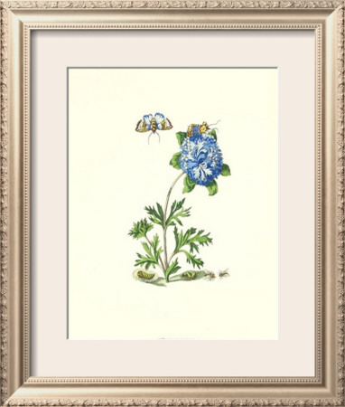 Garden Treasures X by Maria Sibylla Merian Pricing Limited Edition Print image