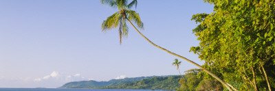 Palm Tree On The Beach, Montezuma Beach, Nicoya Peninsula, Costa Rica by Panoramic Images Pricing Limited Edition Print image