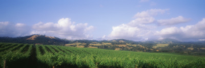 Vineyard In The Hill Range, California, Usa by Panoramic Images Pricing Limited Edition Print image