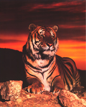 Tiger At Sunset by Ron Kimball Pricing Limited Edition Print image