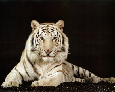 White Tiger Stare by Patrick Martin Vegue Pricing Limited Edition Print image
