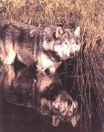 Wolf Reflection by Bill Lea Pricing Limited Edition Print image