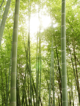 Bamboo Forest At Fushimi Inari Shrine by Mark Hemmings Pricing Limited Edition Print image