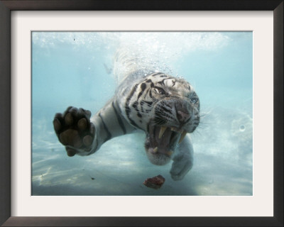 Odin The Tiger, Vallejo, California by Eric Risberg Pricing Limited Edition Print image