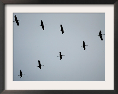 Birds Over Frankfurt by Michael Probst Pricing Limited Edition Print image