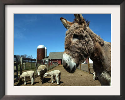 Bonnie The Guardian Donkey Keeps An Eye On Her Flock Of Sheep by Victoria Arocho Pricing Limited Edition Print image