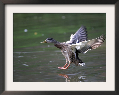 A Female Mallard Comes In For A Landing On The Chagrin River, Ohio, September 7, 2006 by Amy Sancetta Pricing Limited Edition Print image