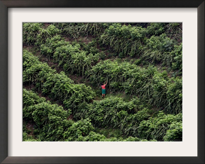 Female Farm Worker Picks Up Dragon Fruit In Ticuantepe, Nicaragua, September 26, 2006 by Esteban Felix Pricing Limited Edition Print image