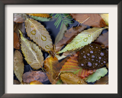 Autumn Leaves Float In A Pond At The Japanese Garden Of Portland, Oregon, Tuesday, October 24, 2006 by Rick Bowmer Pricing Limited Edition Print image
