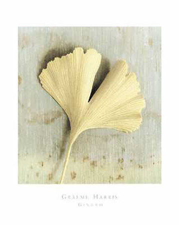 Ginkgo by Graeme Harris Pricing Limited Edition Print image