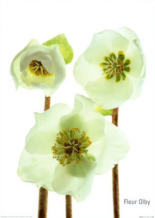 Hellebores by Fleur Olby Pricing Limited Edition Print image