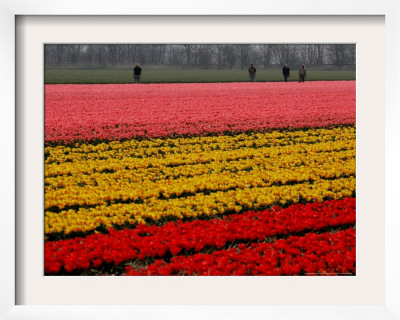 Workers Amidst Fields Of Tulips And Daffodils Near Sint Maartensvlotbrug, Netherlands by Peter Dejong Pricing Limited Edition Print image