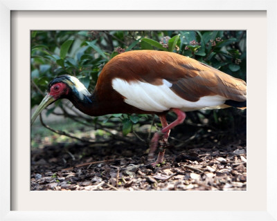 Crested Ibis, Zoological Garden In Cologne, Germany by Hermann J. Knippertz Pricing Limited Edition Print image