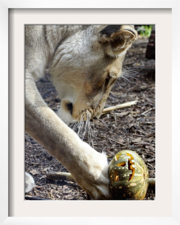 Kutchani, A Female Lion Plays With A Pumpkin At Sydney's Taronga Zoo, October 31, 2005 by Mark Baker Pricing Limited Edition Print image