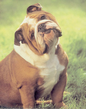 Bulldog by Richard Stacks Pricing Limited Edition Print image