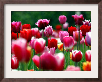 Rain Drops Twinkle On Blooming Tulips On A Field Near Freiburg, Germany by Winfried Rothermel Pricing Limited Edition Print image