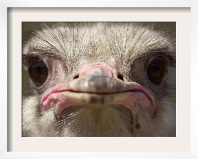 An Adult Female Ostrich At The Vina Grande Farm In Paredes De Escalona, Spain, May 21 2001 by Denis Doyle Pricing Limited Edition Print image