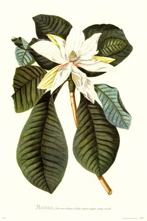 Magnolia Folis Oblongis by Georg Dionysius Ehret Pricing Limited Edition Print image