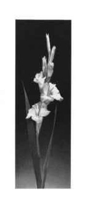 Gladiolas by Dick & Diane Stefanich Pricing Limited Edition Print image