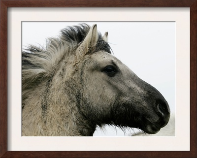 Wild Horse Konik, Geltinger Birk Reserve, Germany by Heribert Proepper Pricing Limited Edition Print image
