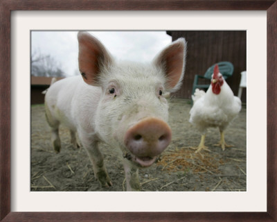 Pigs Across America, Ravenna, Ohio by Amy Sancetta Pricing Limited Edition Print image