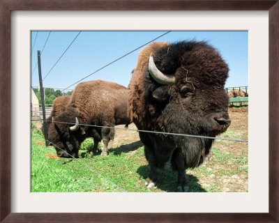 El Duque, Right, A 7-Year-Old Bison Weighing Nearly 2,000 Pounds, Contemplates His Share Of Grain by Nancy Palmieri Pricing Limited Edition Print image