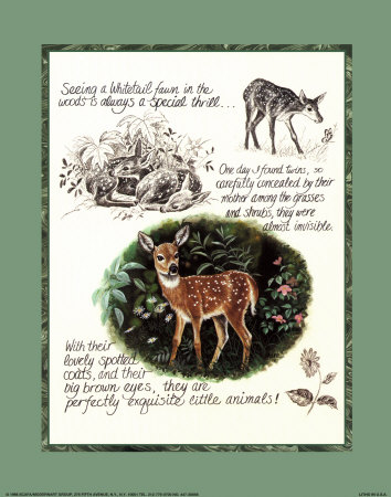Deer Study by Michelle Mara Pricing Limited Edition Print image